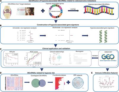 Frontiers Development And Validation Of A Hypoxia Associated